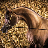 EA Arjen el Marwteyn