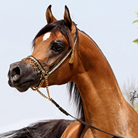 EA Arjen el Marwteyn