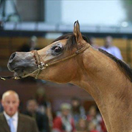 EA Arjen el Marwteyn