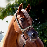 EA Salome bint Farid